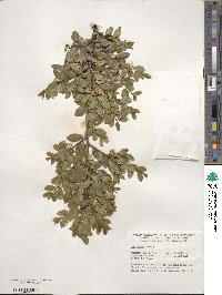 Ilex crenata image