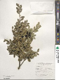 Ilex crenata image