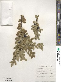 Ilex crenata image