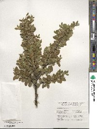 Ilex crenata image