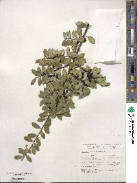 Ilex crenata image