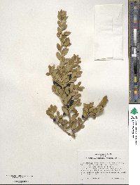 Ilex crenata image