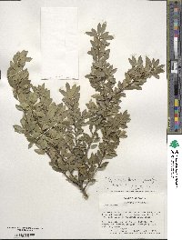 Ilex crenata image