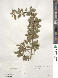 Ilex crenata image