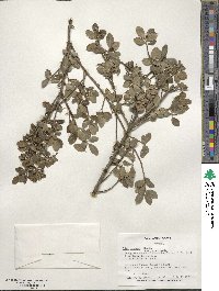 Ilex crenata image