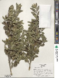 Ilex crenata image