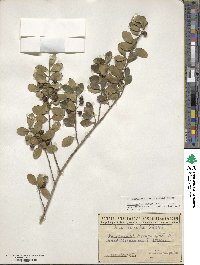 Ilex crenata image