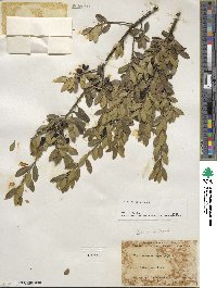 Ilex crenata image