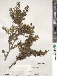 Ilex crenata image