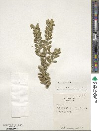 Ilex crenata image