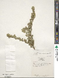 Ilex crenata image