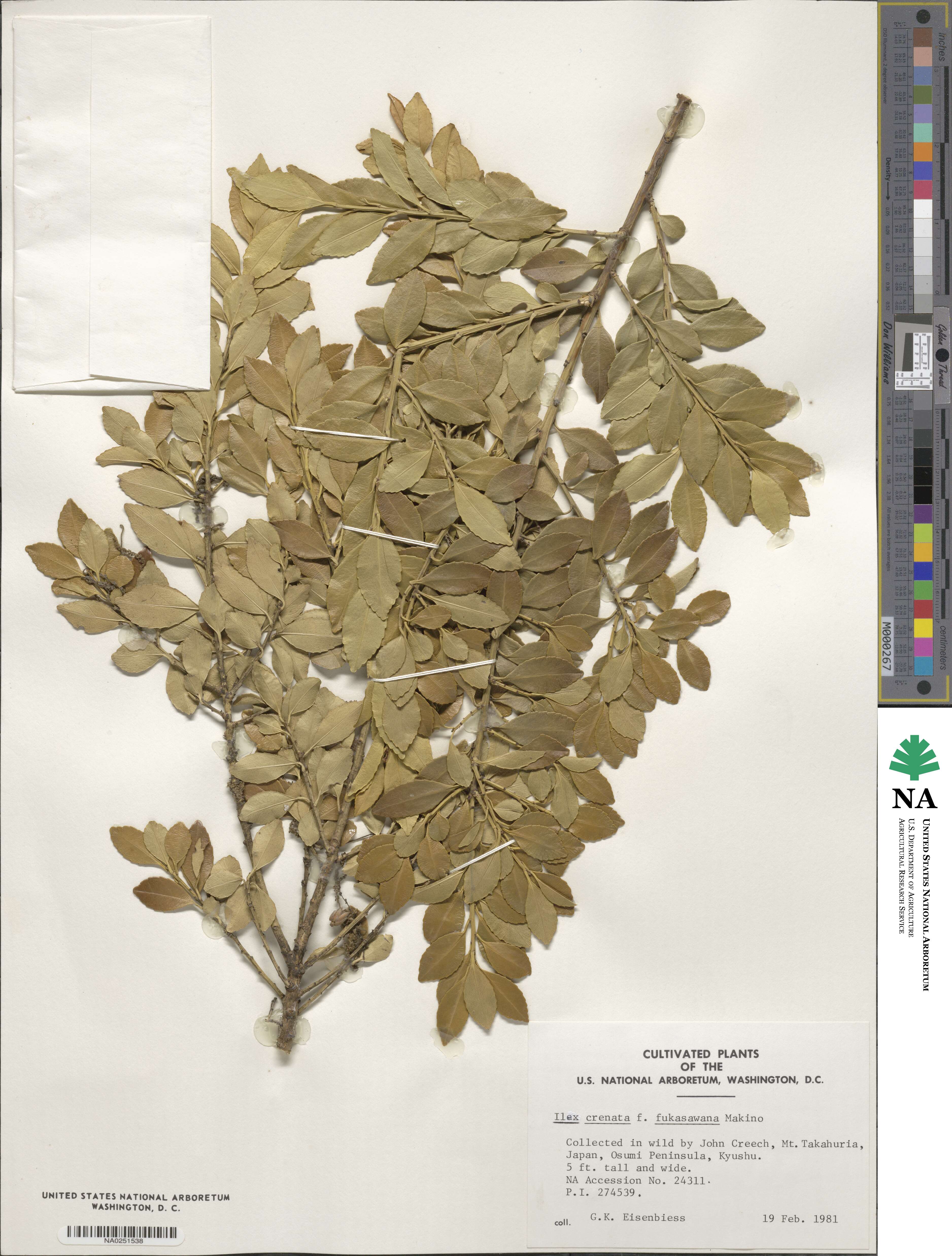 Ilex crenata image