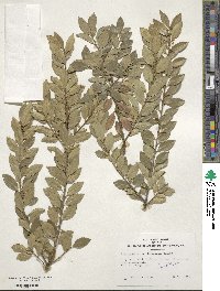 Ilex crenata image