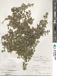 Ilex crenata image