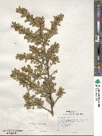 Ilex crenata image