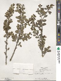 Ilex crenata image