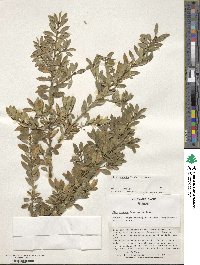 Ilex crenata image