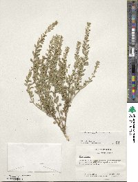 Ilex crenata image