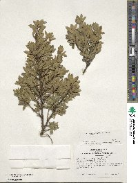 Ilex crenata image