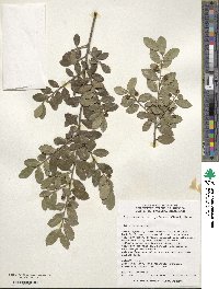 Ilex crenata image