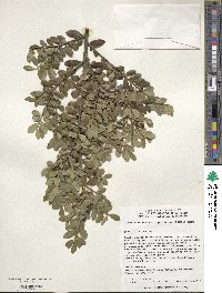 Ilex crenata var. radicans image