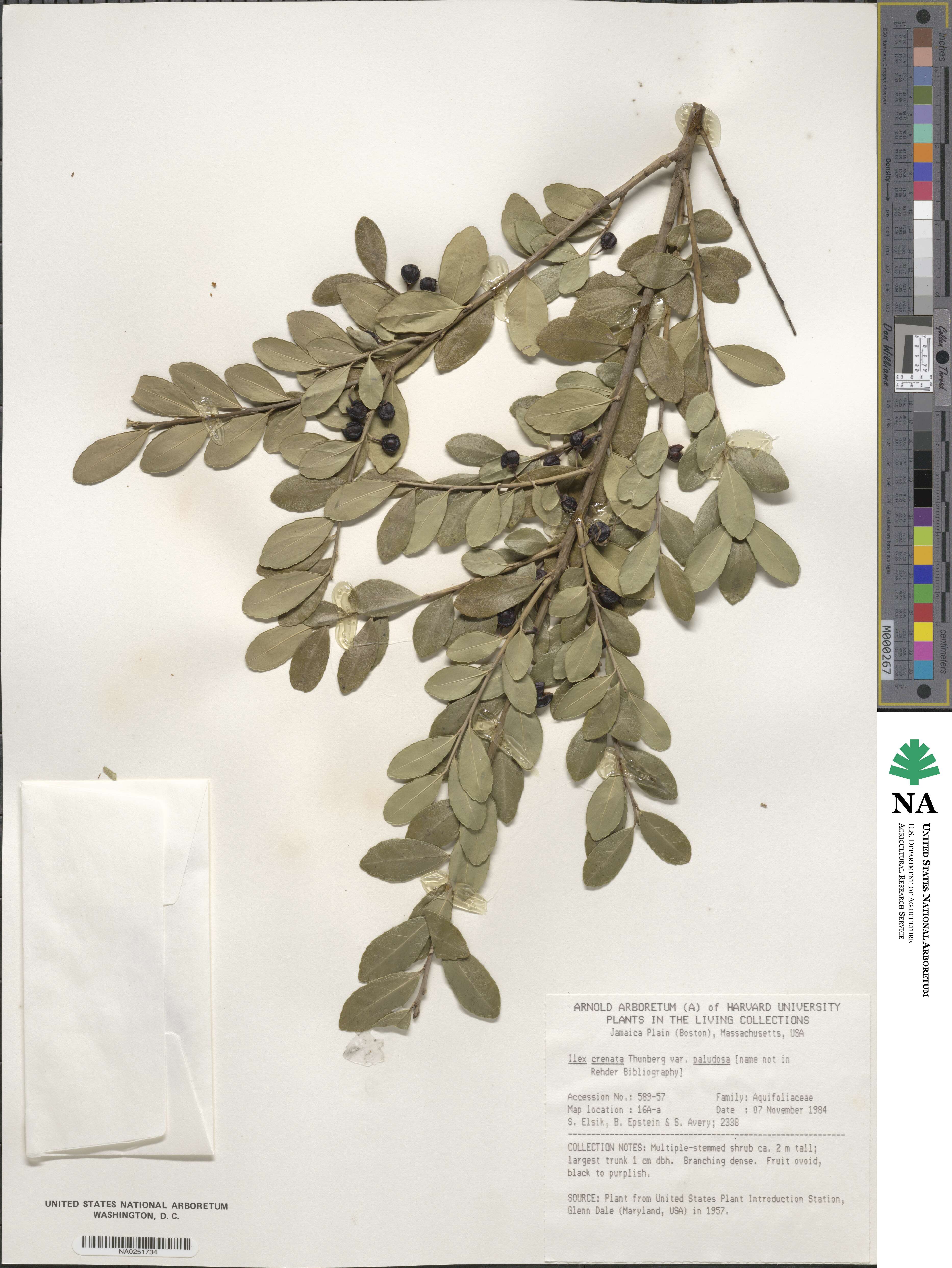 Ilex crenata image