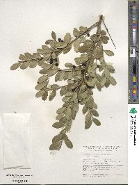 Ilex crenata var. radicans image