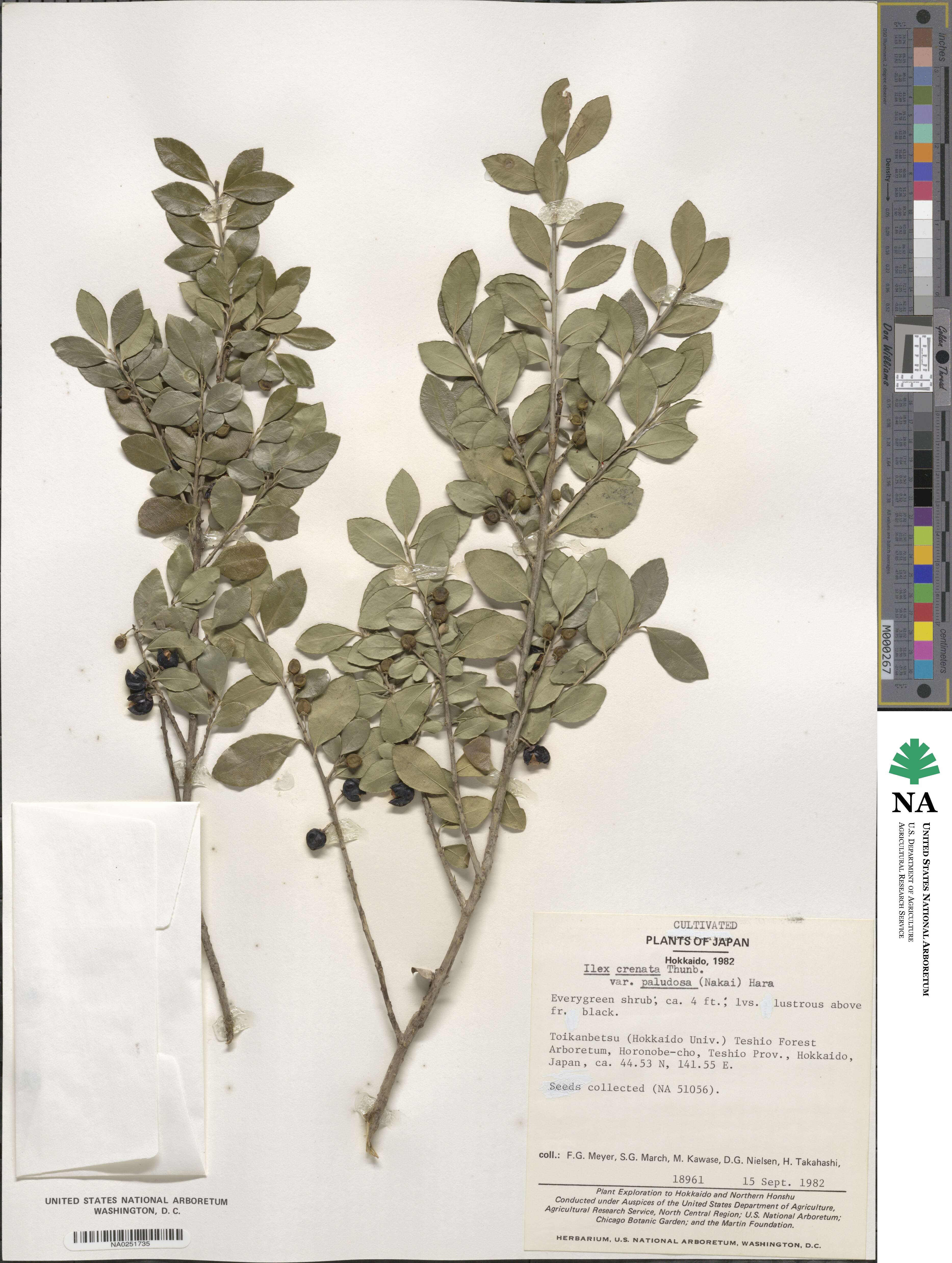 Ilex crenata var. radicans image