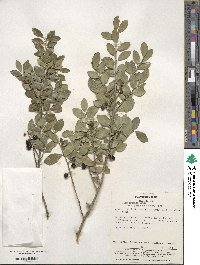 Ilex crenata image