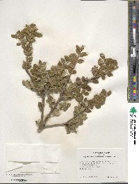 Ilex crenata image