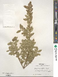 Ilex crenata image