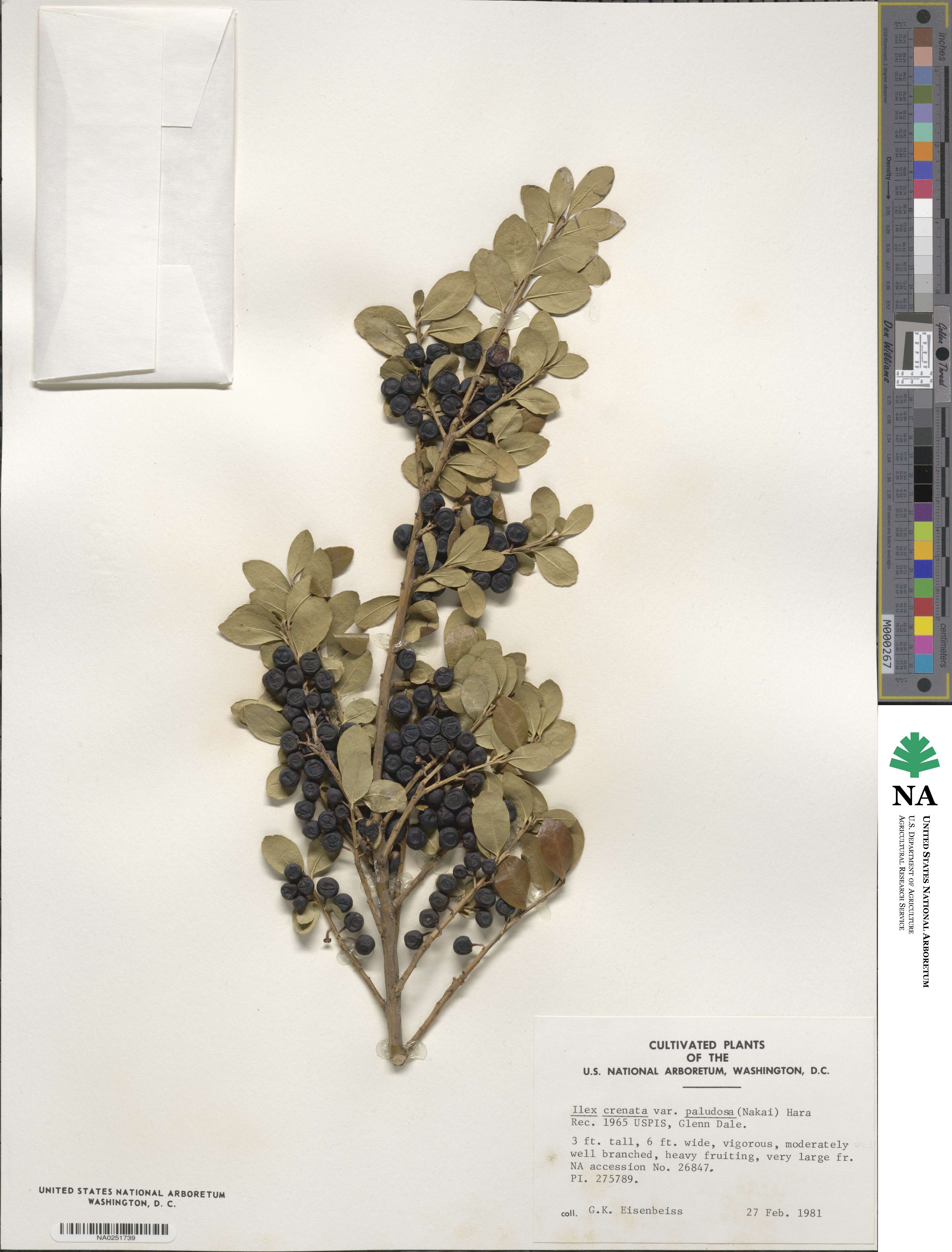 Ilex crenata image