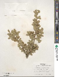 Ilex crenata var. radicans image