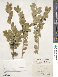 Ilex crenata image