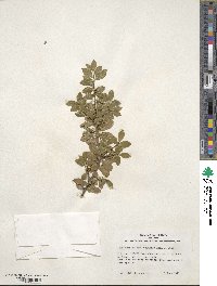 Ilex crenata var. radicans image