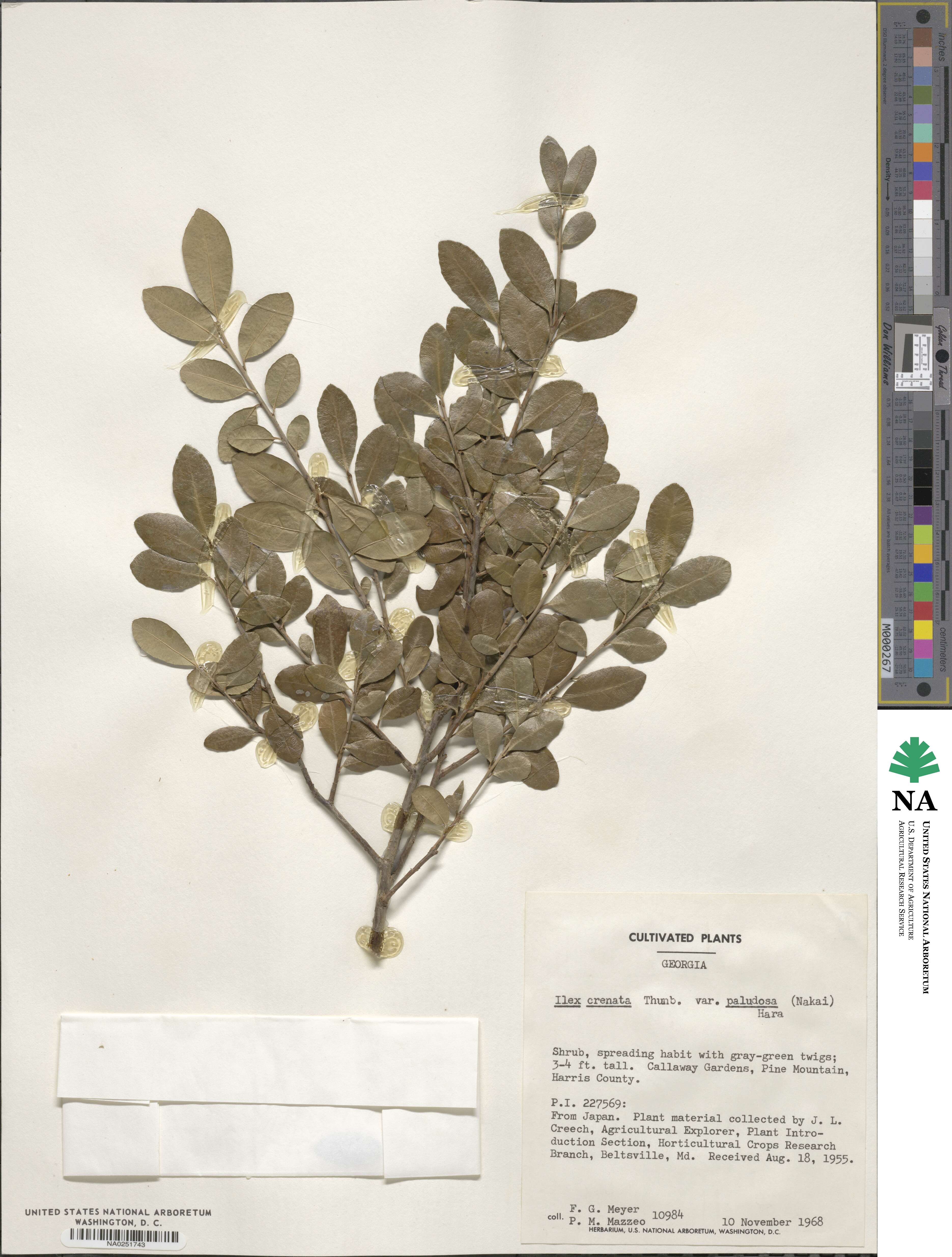 Ilex crenata image