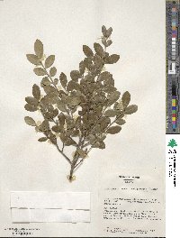 Ilex crenata image