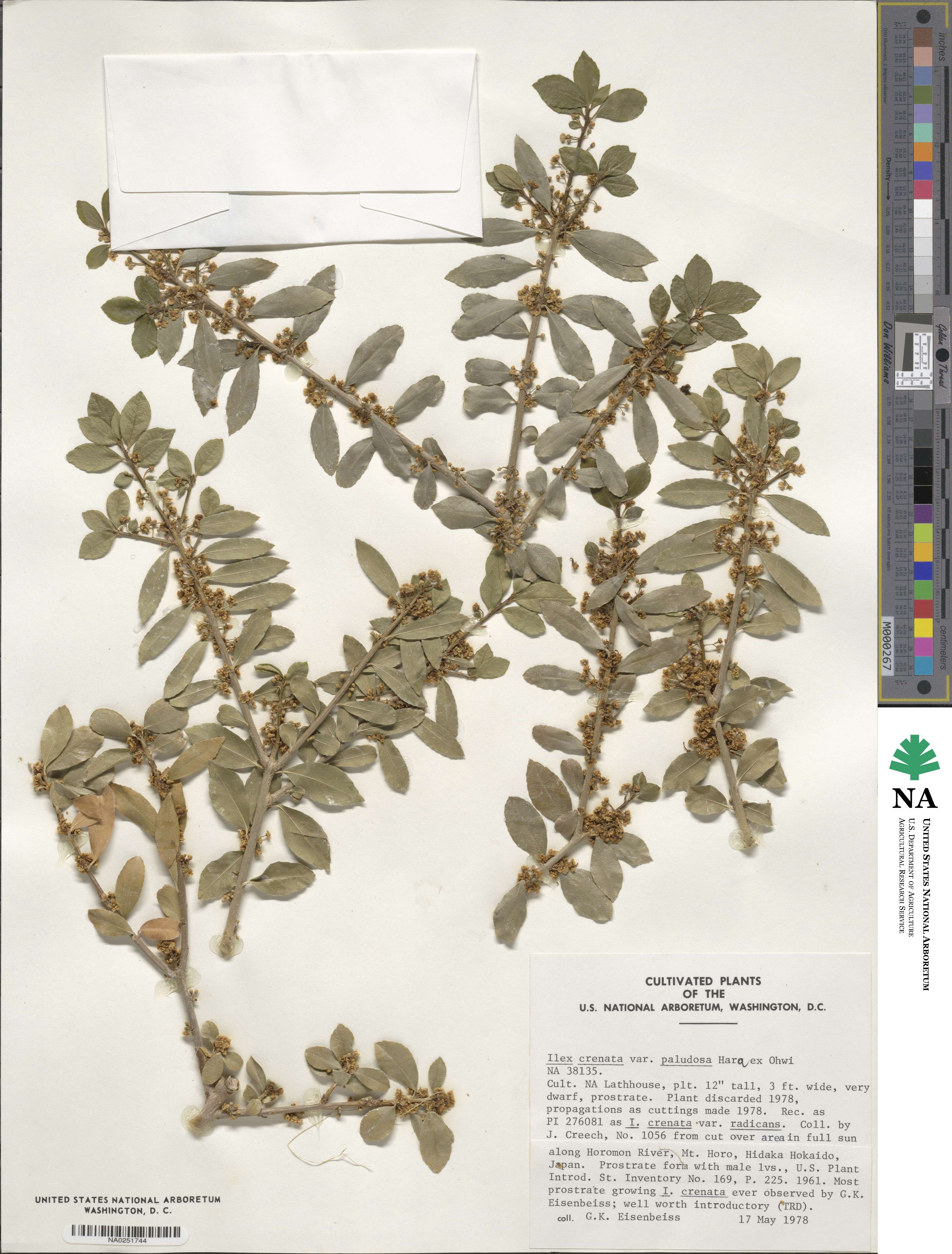 Ilex crenata image