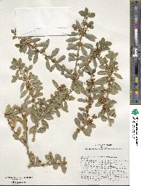 Ilex crenata image