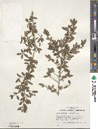 Ilex decidua image