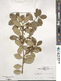 Ilex opaca image