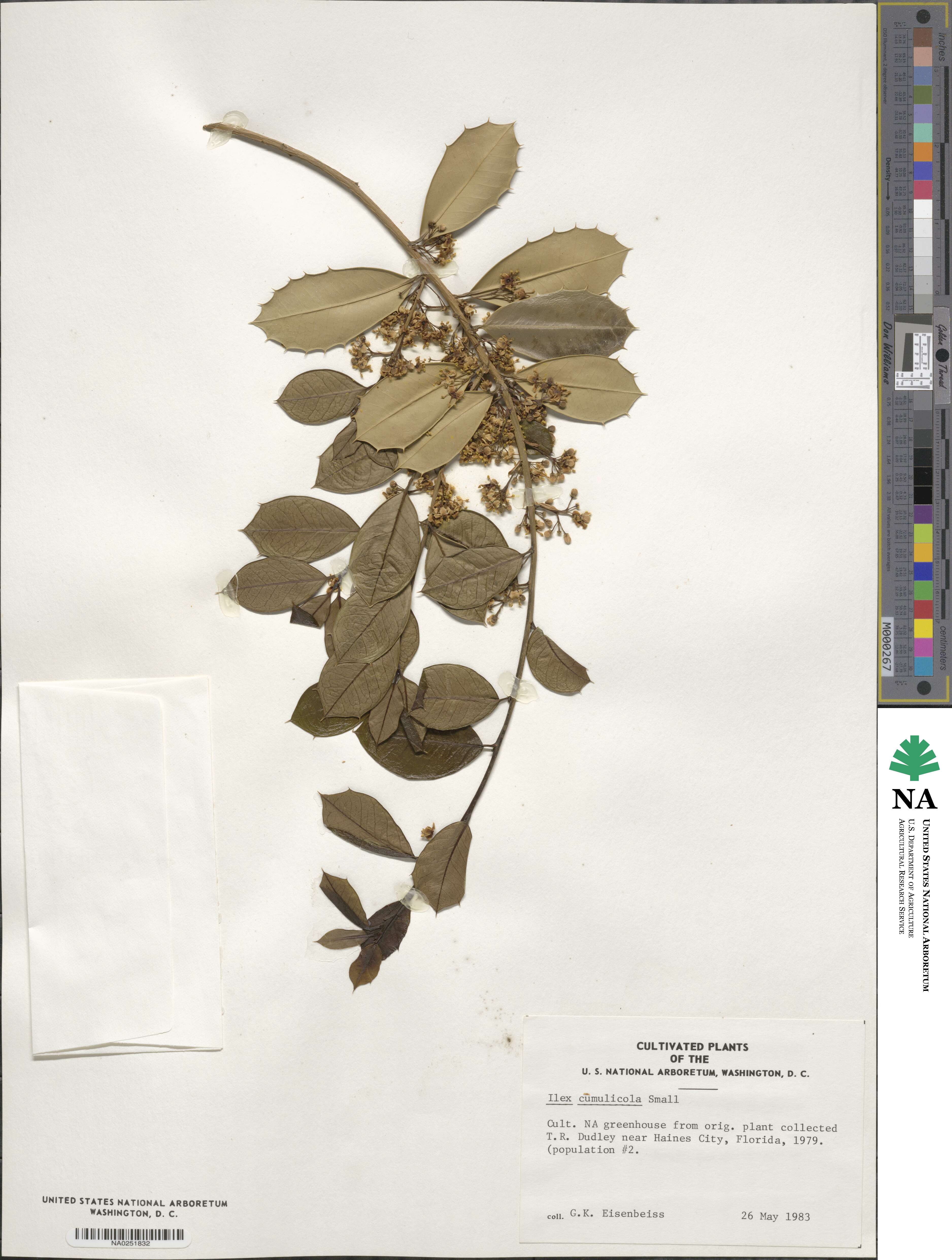 Ilex opaca image