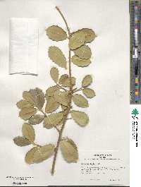 Ilex opaca image