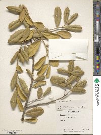 Ilex opaca image