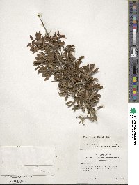 Ilex decidua image