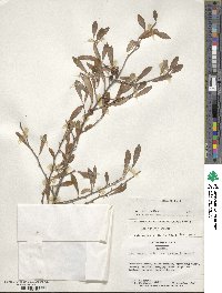 Ilex decidua image