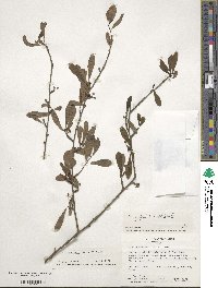 Ilex decidua image