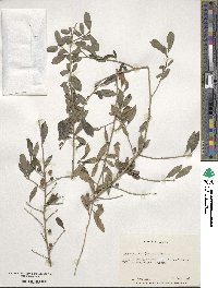 Ilex decidua image