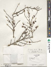 Ilex decidua image