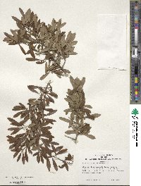 Ilex decidua image